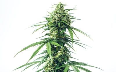 CBD Strains to Look For