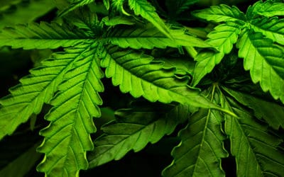 Common Indica and Sativa Effects