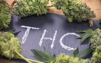 THC Half Life & Why it’s Important