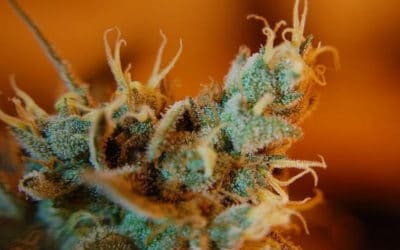 Cannabis Trichomes and Their Role