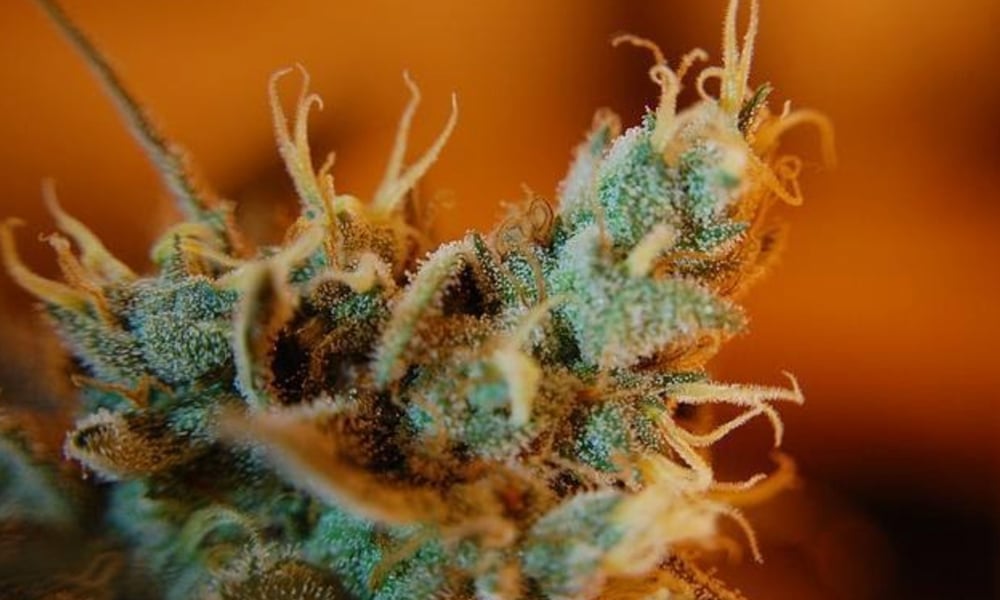 Cannabis Trichomes and Their Role